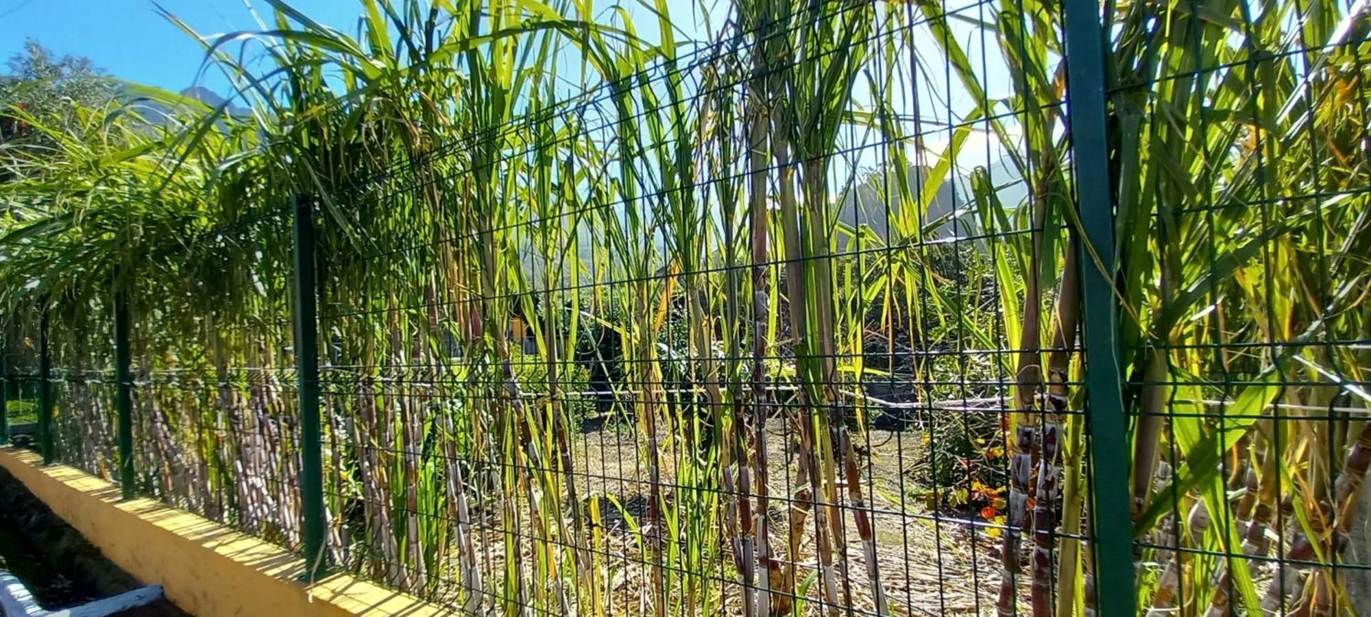 Refugio Do Limoeiro Villa São Vicente Dış mekan fotoğraf